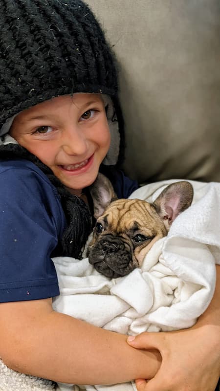 French bulldogs make amazing family dogs!