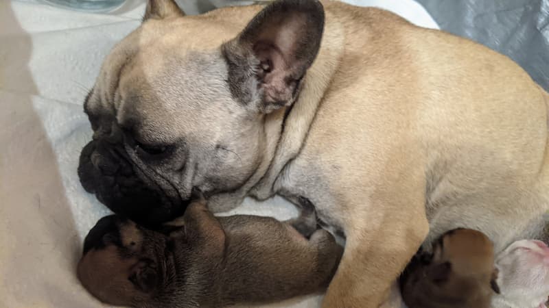 Ivy snuggling with her baby girl French Bulldog