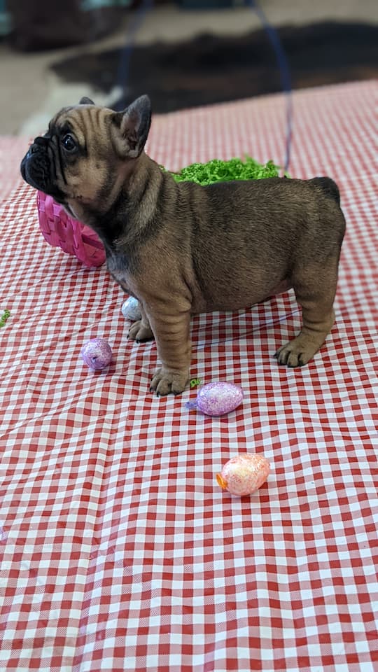 Past puppy Daisy. We make puppies with great french bulldog structure! (SM)