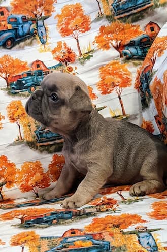 Arm full of French Bulldogs