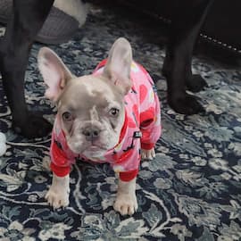 Harriet the cutest french bulldog puppy merle female