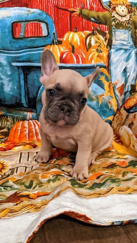 Popeye Fawn blue french bulldog puppy