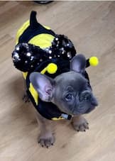 Velda blue fawn perfect female french bulldog puppy