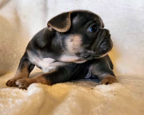 Puddles the sweetest blue and tan male french bulldog puppy for sale