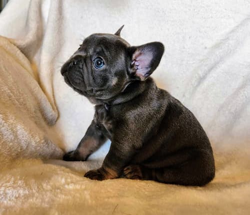 Tula the most beautiful blue and tan female frenchie puppy for sale