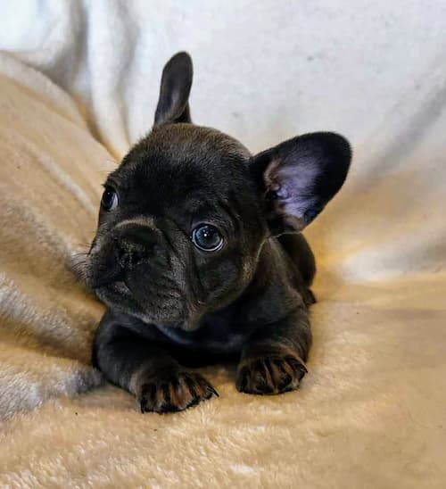 Tula the most playful blue and tan female french bulldog puppy for sale