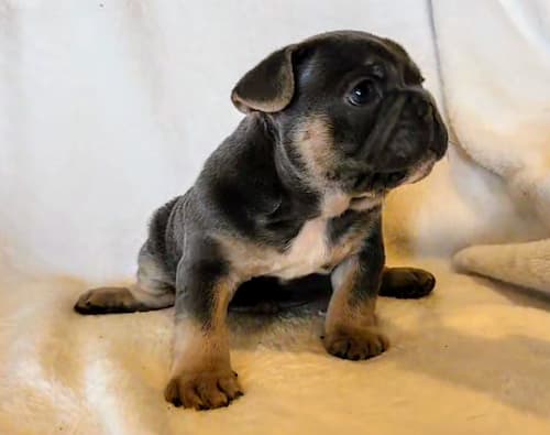 Puddles the chunkiest male blue and tan french bulldog puppy for sale