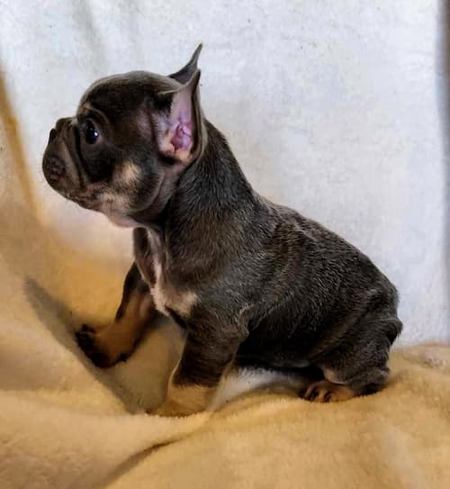 Sushi the sweetest male lilac and tan frenchie puppy for sale