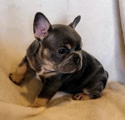 Sushi the silliest lilac and tan male french bulldog puppy for sale