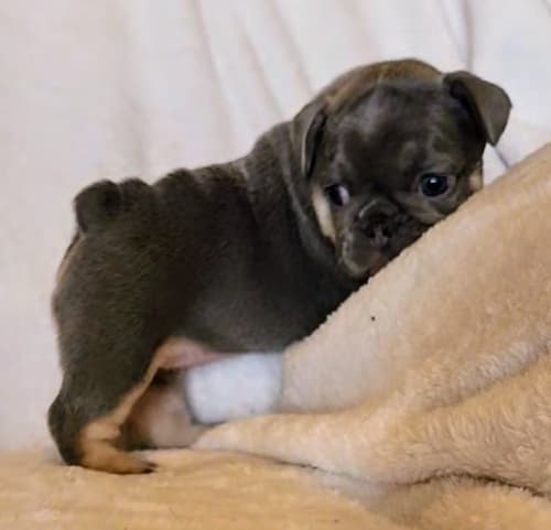 Trixie the cutest 5 week old french bulldog puppy for sale lilac and tan