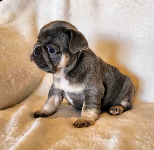 Trixie 5 week old lilac and tan female frenchie puppy for sale