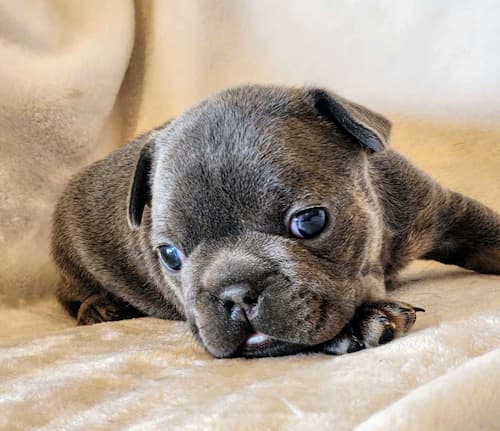 Tula the sweetest blue and tan female french bulldog puppy