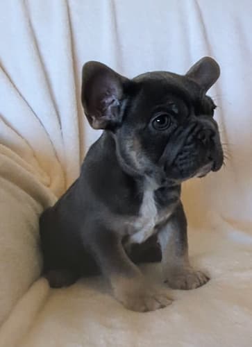 Puddles male blue and tan french bulldog puppy for sale the wrinkliest