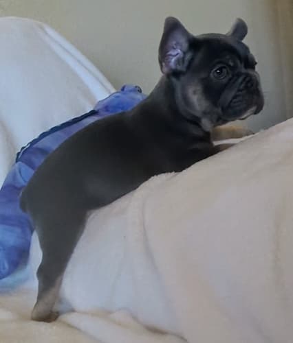 Puddles male blue and tan french bulldog puppy for sale the wrinkliest