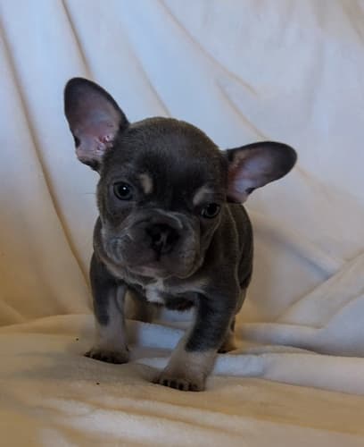 Sushi the most playful male lilac and tan frenchie puppy for sale