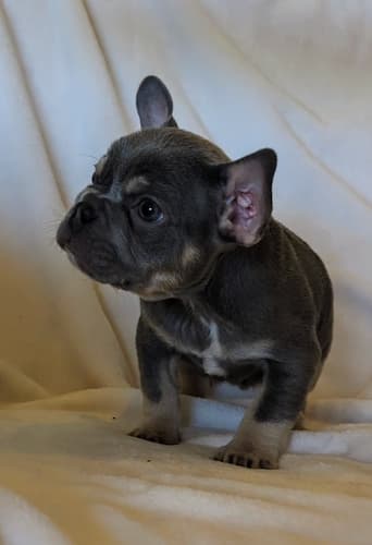 Sushi the most playful male lilac and tan frenchie puppy for sale