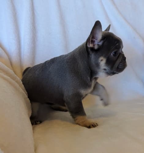 Trixie the sassiest lilac and tan female frenchie puppy for sale