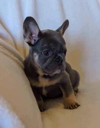 Trixie the sassiest lilac and tan female frenchie puppy for sale