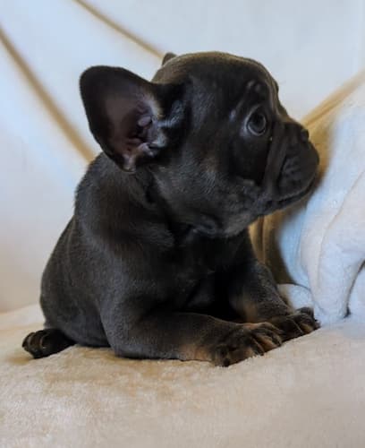 Tula the cutest blue and tan female french bulldog puppy for sale