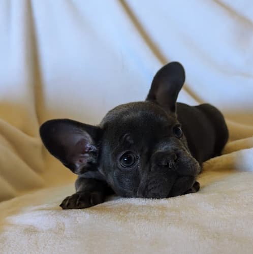 Tula the cutest blue and tan female french bulldog puppy for sale